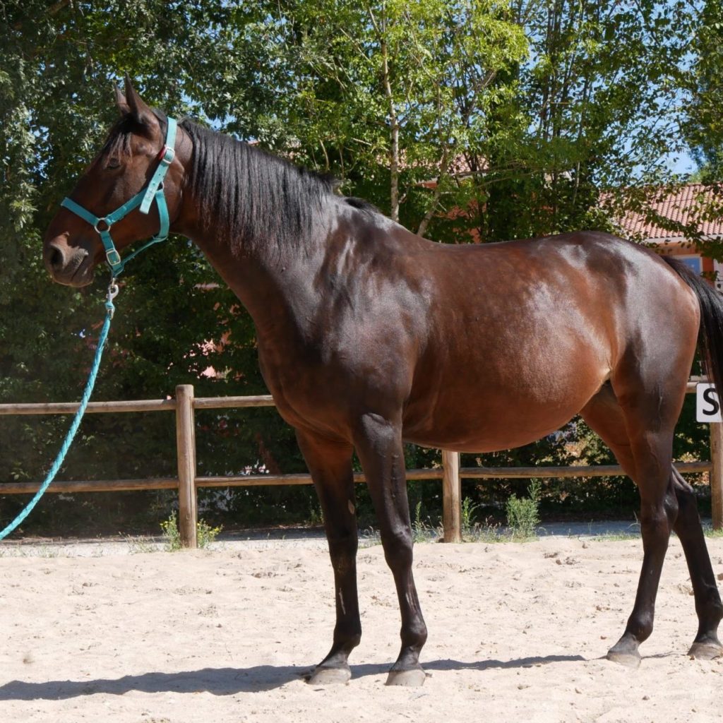 Nos Chevaux Centre Questre La Cravache De Tr Lissac