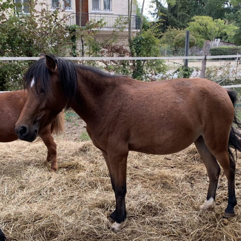Poney Ice Tea