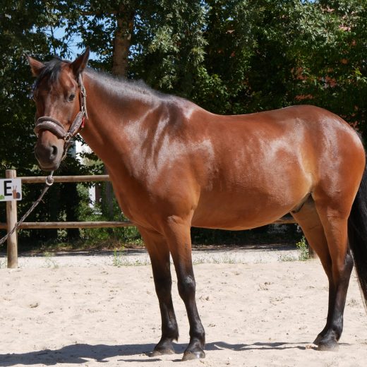 cheval june scaled 520x520
