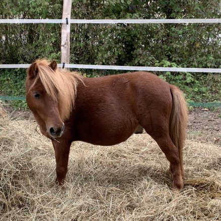 poney cookie scaled 439x439